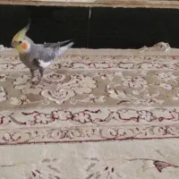 گم شده