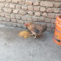 مرغ|حیوانات مزرعه|شیروان (لرستان), |دیوار