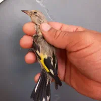 سهره