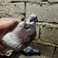 جفت کبوتر