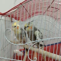 عروس هلندی جفت