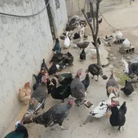 تخم نطفه دار بوقلمون برنز و قو غاز