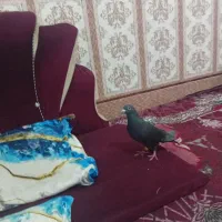 فروش یک عدد کبوتر