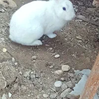 خرگوش|موش و خرگوش|بندرعباس, |دیوار