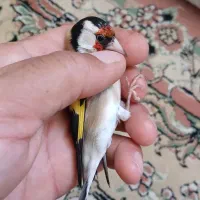 سهره ماده