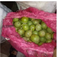 گردو وبادام تر خریدارم