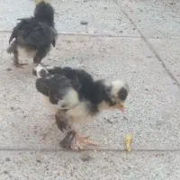 جوجه سلطان ۶تا معا وضه اسباب بازی