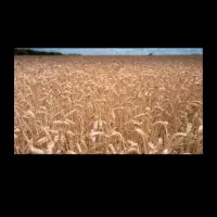 زمین کشاورزی۱۰هکتار دیمی