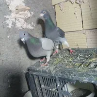 1جفت کفتر المانی