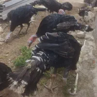 بوقلمون ومرغ