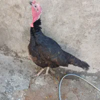 بوقلمون و اردک