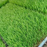 نشا شیرودی و هاشمی