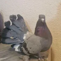 کفتر دم چتری