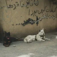 واگذاری هاسکی سیبرین