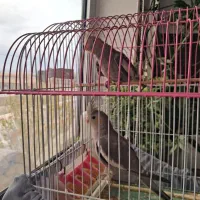 عروس هلندی