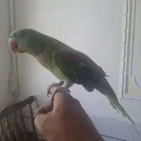 شاه طوطی ماده ۲ ساله