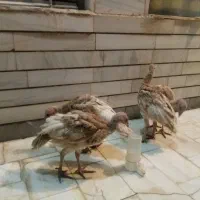 بوقلمون