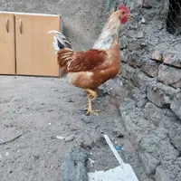 خروس