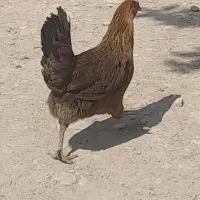 مرغ محلی