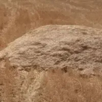 کاه گندم وجو