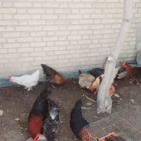 مرغ و خروس محلی ریشی پاپر
