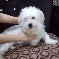 سگ پاکوتاه شیتزو