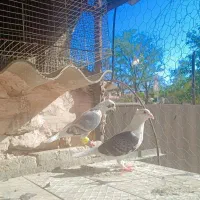 کغتر گراف و سار و رنگه