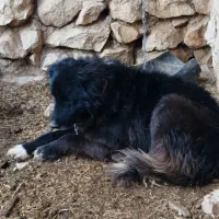 واگزاری سگ قدرجونی