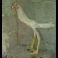 جوجه|حیوانات مزرعه|کبودرآهنگ, |دیوار