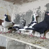 کبوتر پرشی و جفتگاه