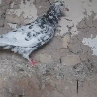 معاوضه با جوجه مینا