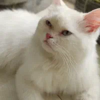 بیریتیش نر (برای جفت یابی)