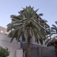 فروش ثمر نخل خاصه