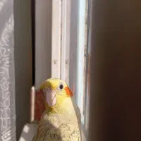 پرنده‌ی گم شده