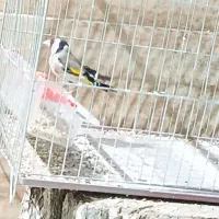 سهره مست