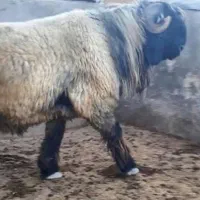 قوچ بختیاری اصل
