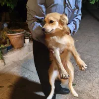 سگ پیدا شده