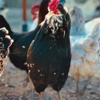 معاوضه خروس گلین با مرغ گلین یا گحلی