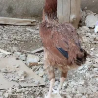 مرغ افغانی