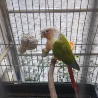 طوطی گرینچیک ماده