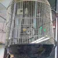 قفس پرنده از سره و قناری تا کاسکو