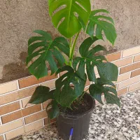 برگ انجیریه زیبا