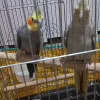 عروس هلندی سخنگو جفت