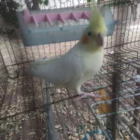 عروس هلندی ماده مست
