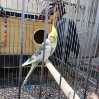 عروس هلندی