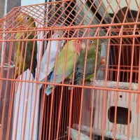 فروش عروس هلندی