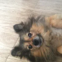 پامر روباهی کوچک