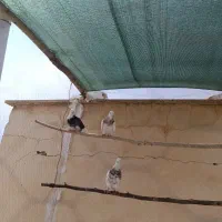 سلام 3عدد کبوتر شازده مهر