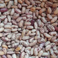 لوبیا چیتی