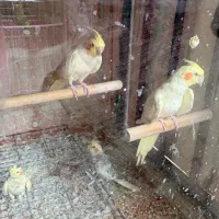 عروس هلندی